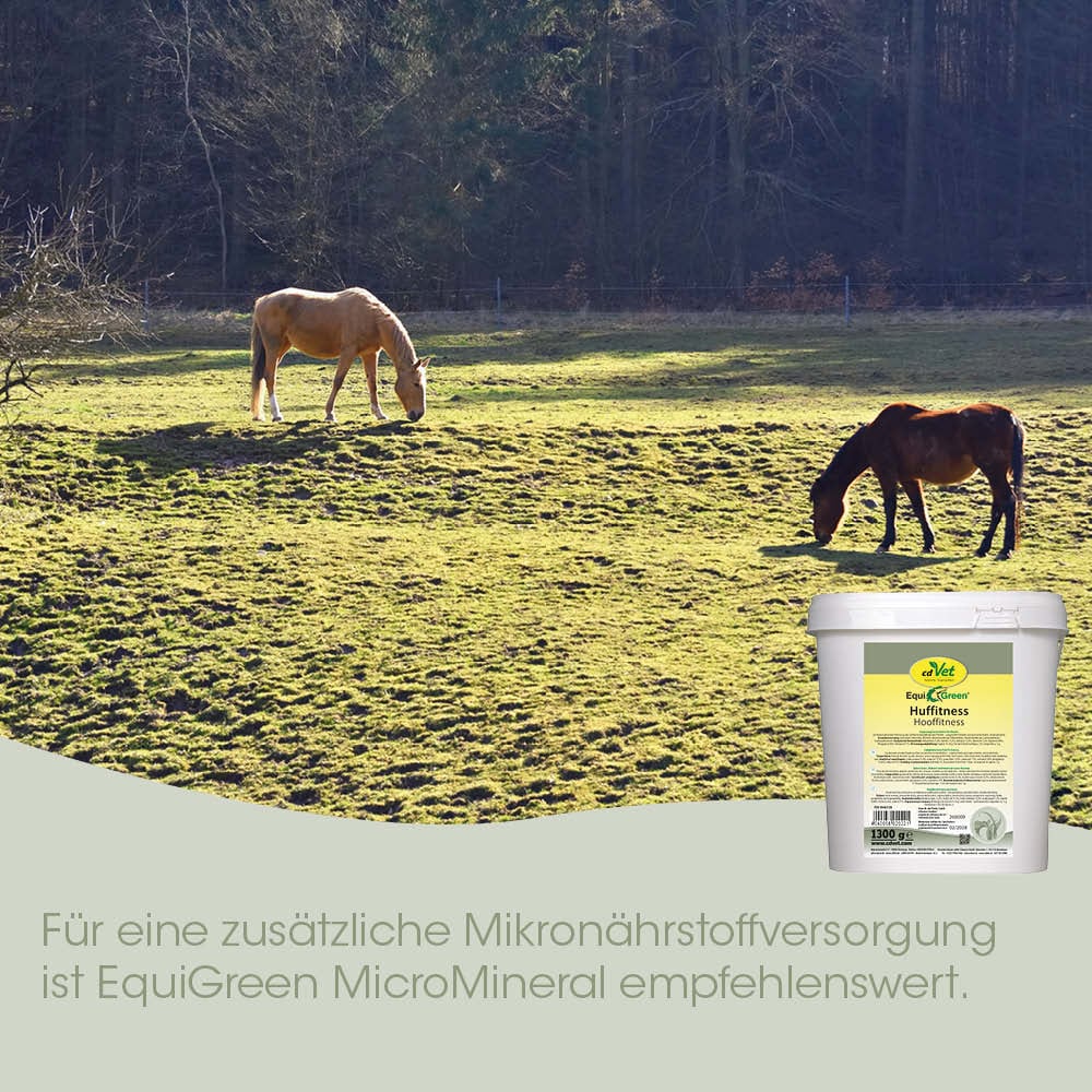 Pferd, Hofground, Weide, Futterkiste, Mikronährstoffversorgung