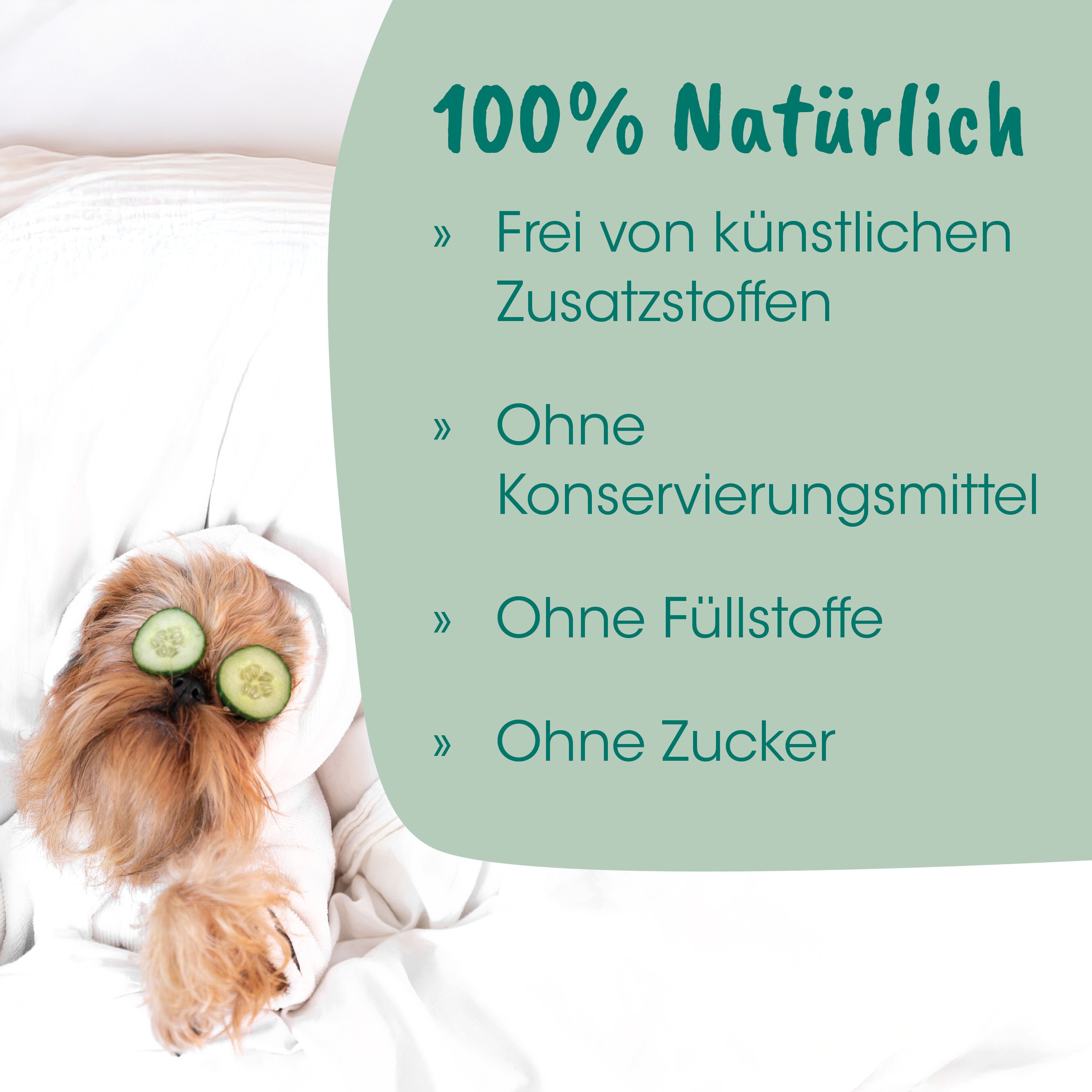 Hund, Tier, Sonnenbrille?, Gurke?, Schlummern, Bett, Bettdecke, braun, Hündchen, niedlich