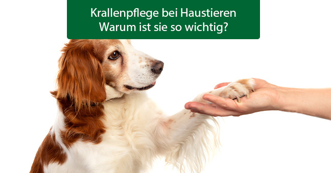 thumbnail Hund, Säugetier, Haustier, Baby, Person