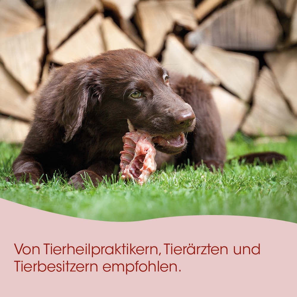 Hund, Schwarz, Knochen, Gras, Tierfutter