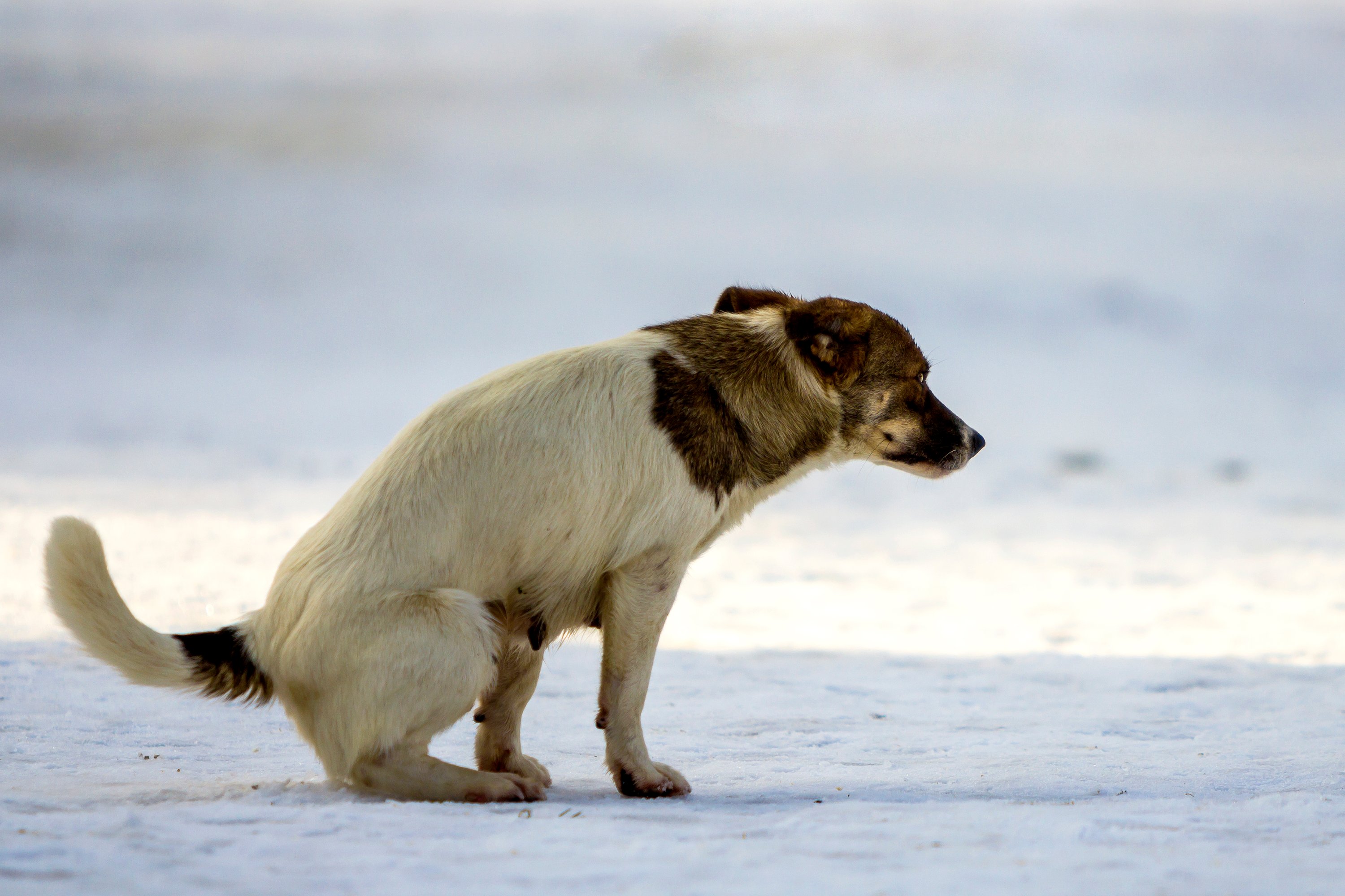 Hund, Säugetier, Haustier, Husky