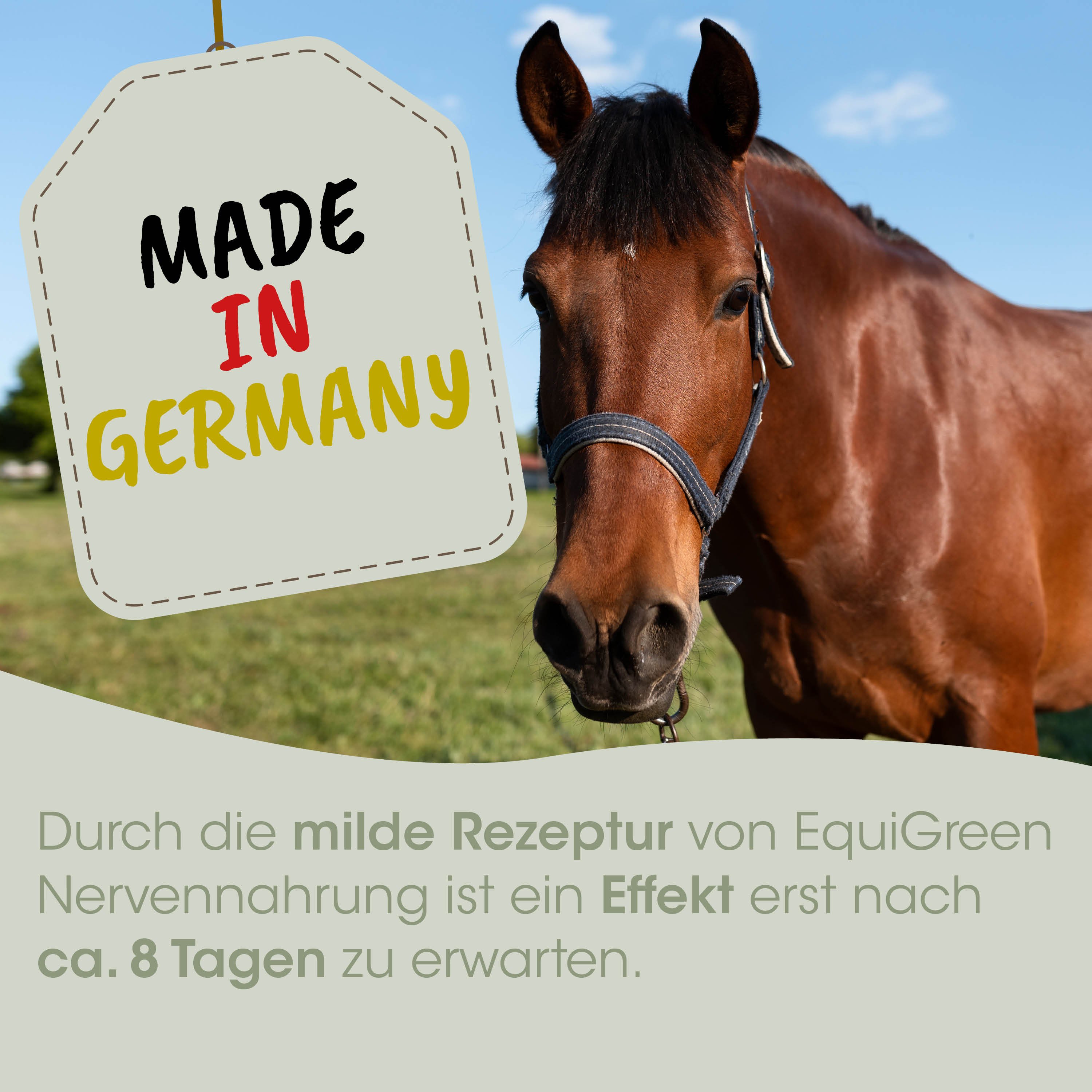 pferd, reittier, brun, halter, pferdebild