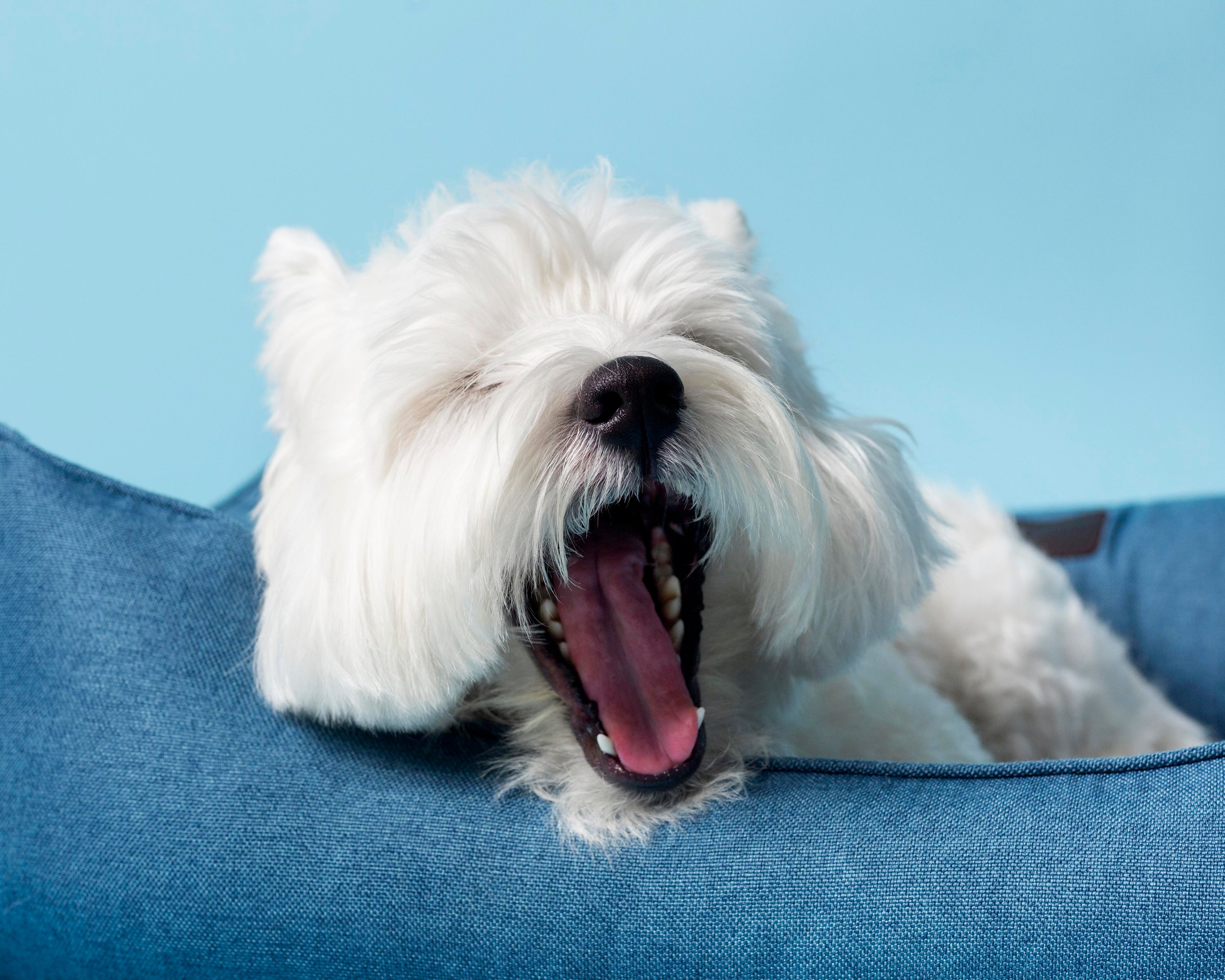 Hund, Haustier, Weißer Hund, Welpe