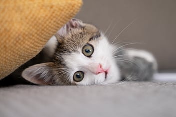 Tier, Katze, Kätzchen, Säugetier, Haustier
