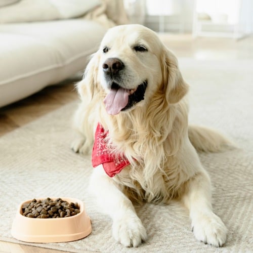 Hund, Säugetier, Haustier, Golden Retriever, Hund, Säugetier, Haustier, Golden Retriever, Hund, Säugetier, Haustier, Golden Retriever, Hund, Säugetier, Haustier, Golden Retriever