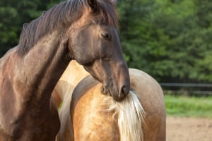 Tier, Colt Horse, Pferd, Säugetier, Hengst