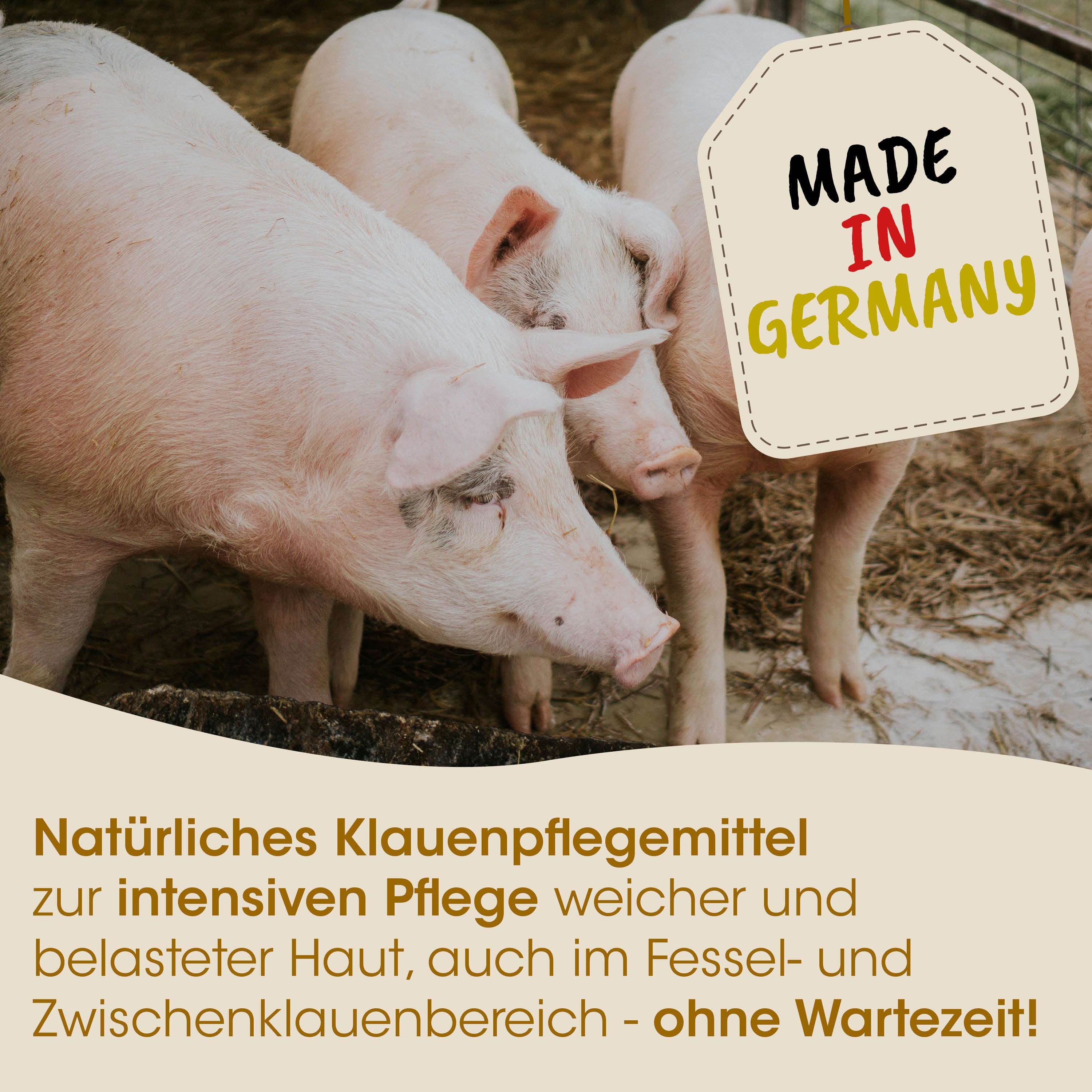Schweine, Schweinestall, Landleben, Tierhaltung, Made in Germany