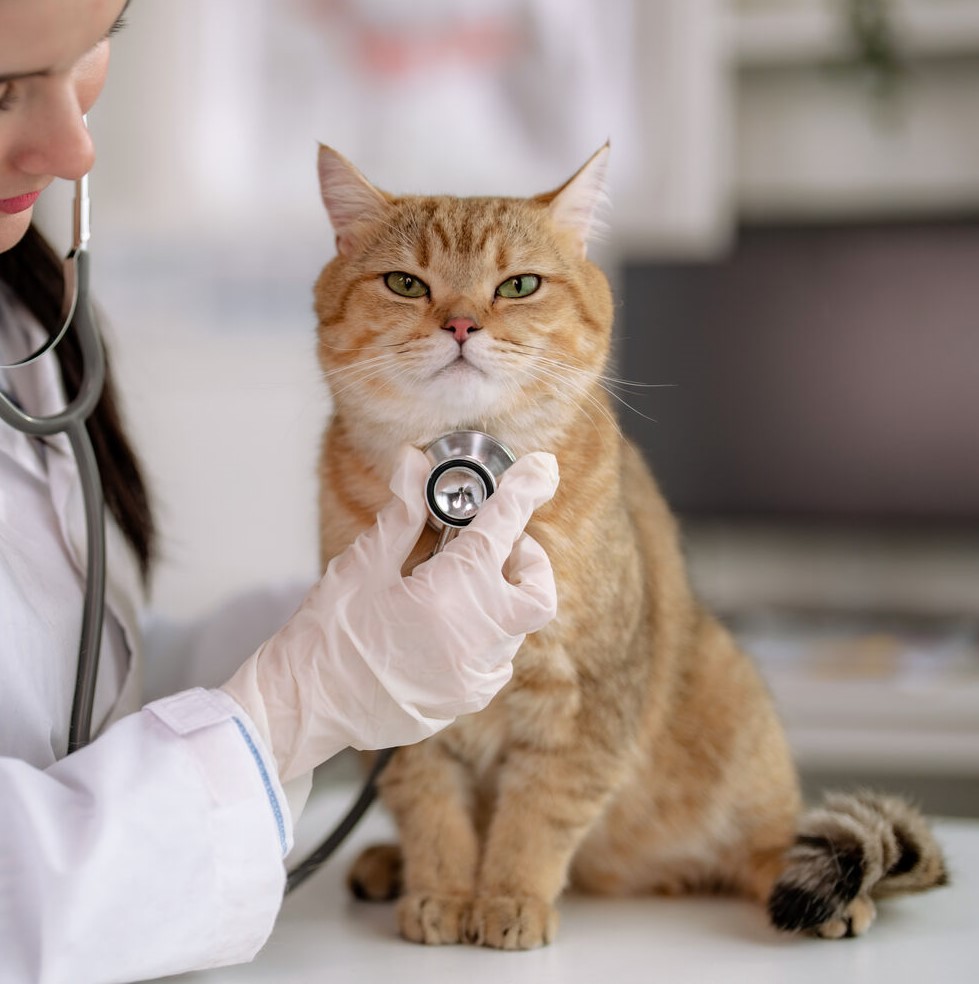 Doktor, Person, Handschuh, Katze, Tierärztin