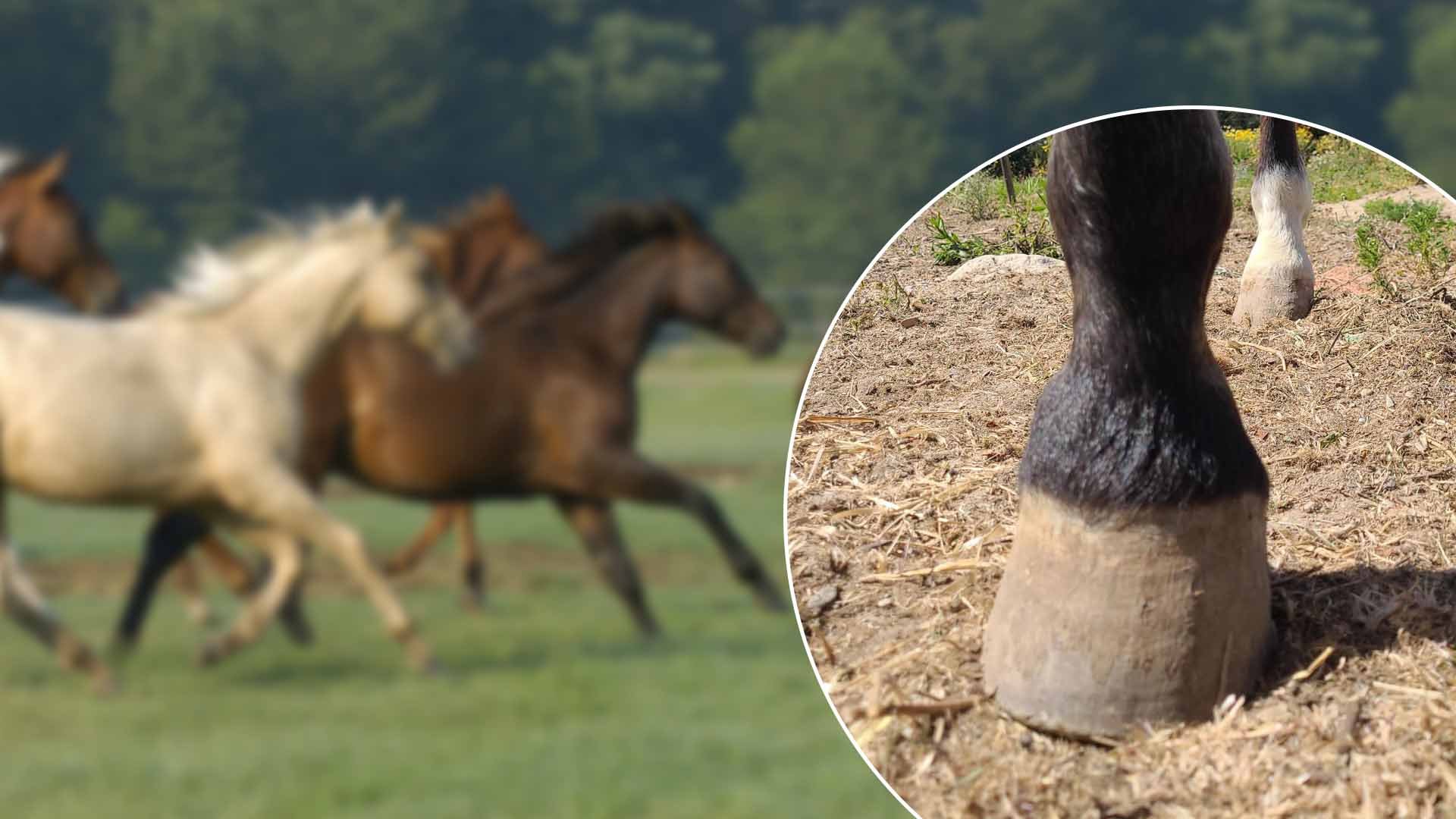 Pferd, Pferde, Weide, Huf, Bauernhof