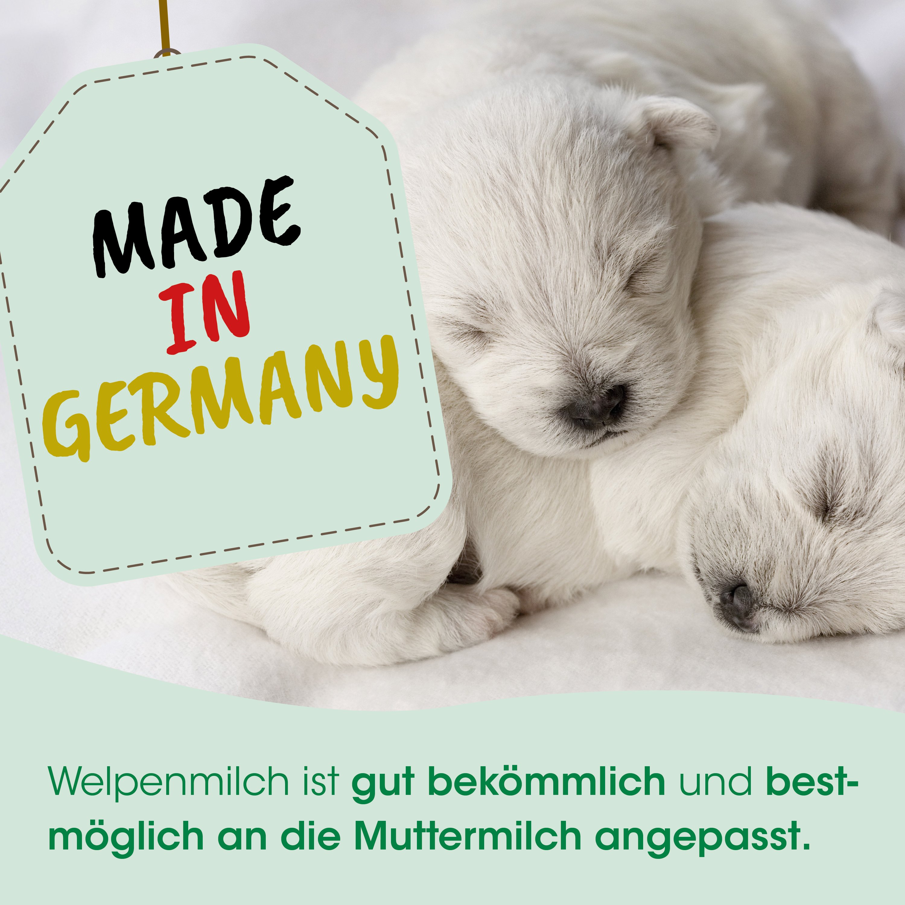 Welpen, Milch, Weiß, Pfötchen