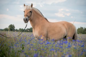 Tier, Colt Horse, Pferd, Säugetier, Blume