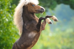 Tier, Colt Horse, Pferd, Säugetier, Hund