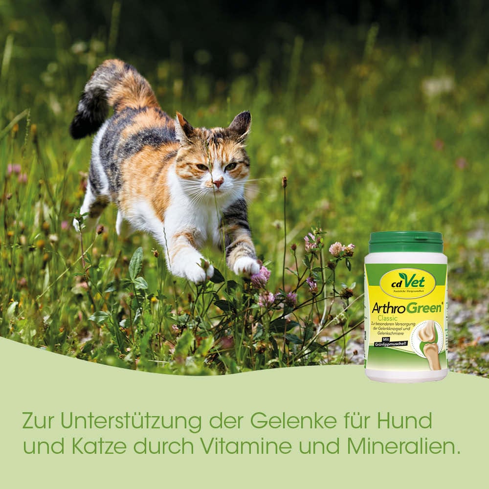 Katze, Fellmuster, Freilauf, Nahrungsergänzung, Gesundheit