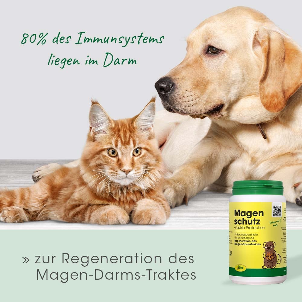 Hund, Säugetier, Haustier, Katze