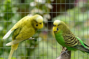 Tier, Vogel, Sittich, Papagei