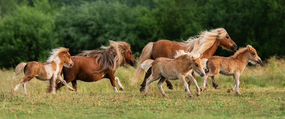 Feld, Grünland, Weide, Pferd, Colt Horse