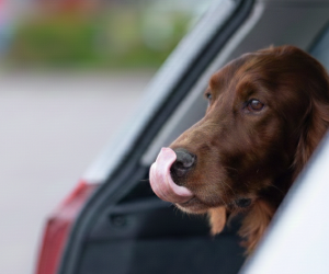 Hund, Säugetier, Haustier, Auto, Fahrzeug