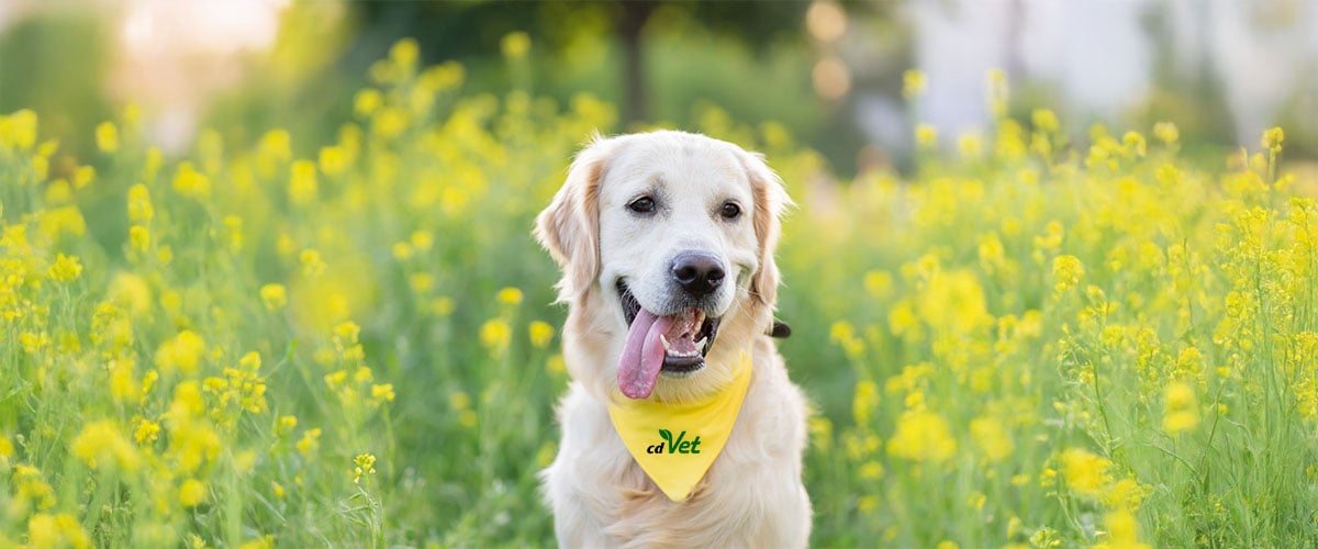 Banner_Kat_Hund_1200x500px
