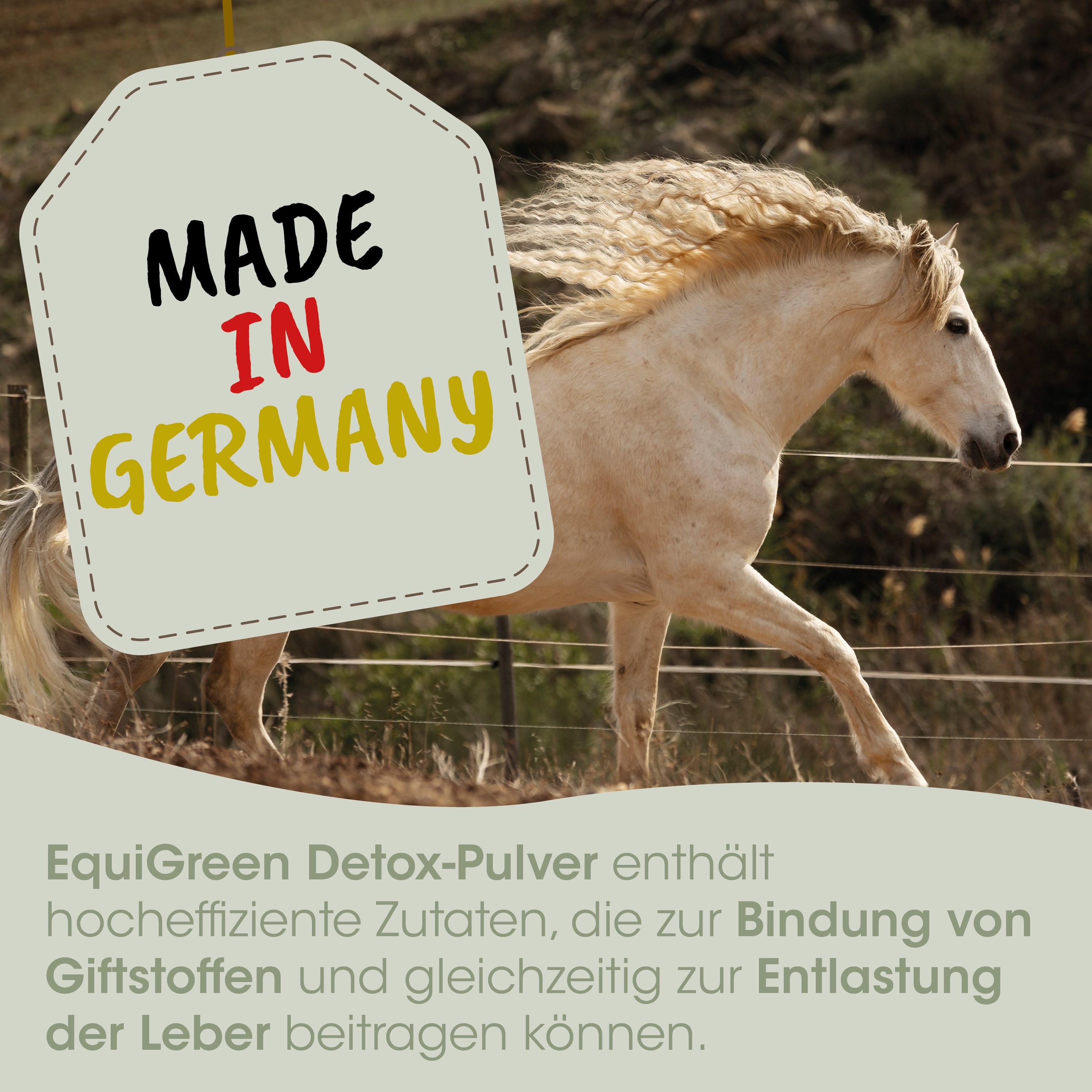 pferd, beige, stallion, deutschlandherkunft, made in germany