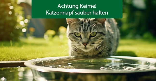 Wasser, Gras, Pflanze, Katze, Haustier