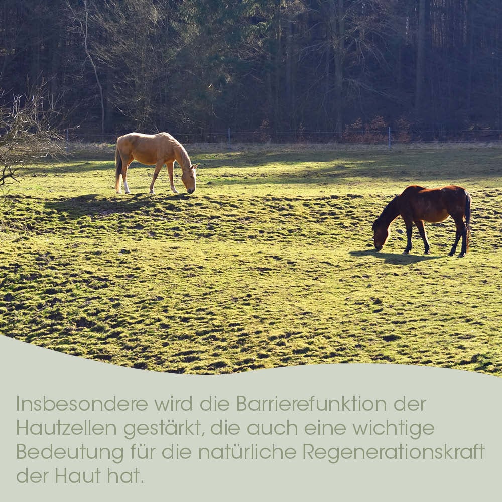 Pferd, Pferde, Grasland, Weide, Sattel-rolle?