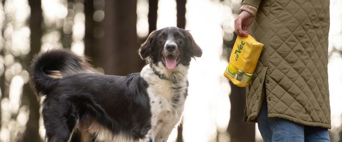 Hund, Mantel, Person, Tasche