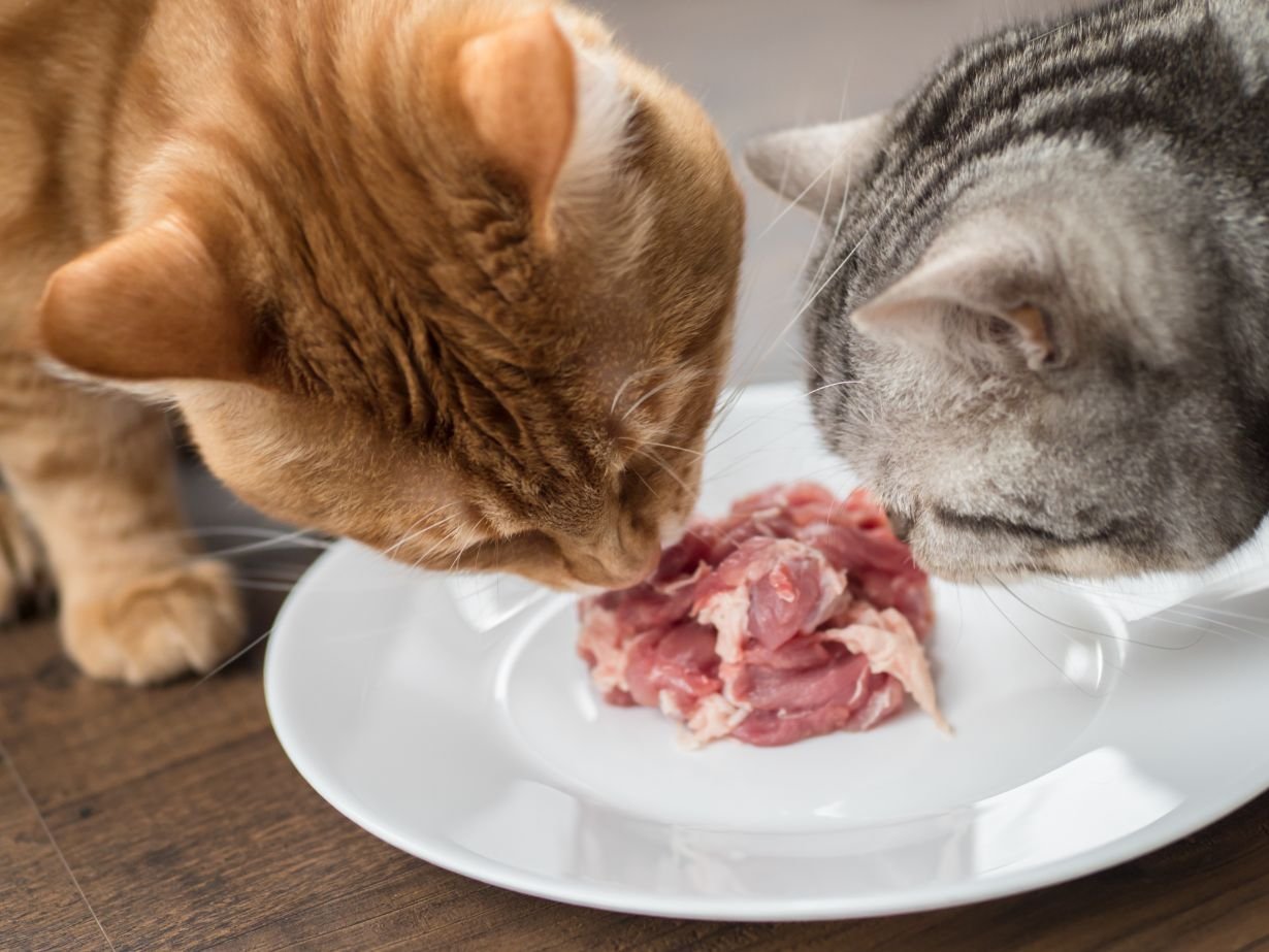 Katzenfutter, Rohfleisch, Futterplatte, Fleischstück, Tiernahrung