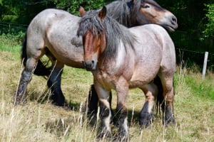 Tier, Colt Horse, Pferd, Säugetier, Grünland, Tier, Colt Horse, Pferd, Säugetier, Grünland