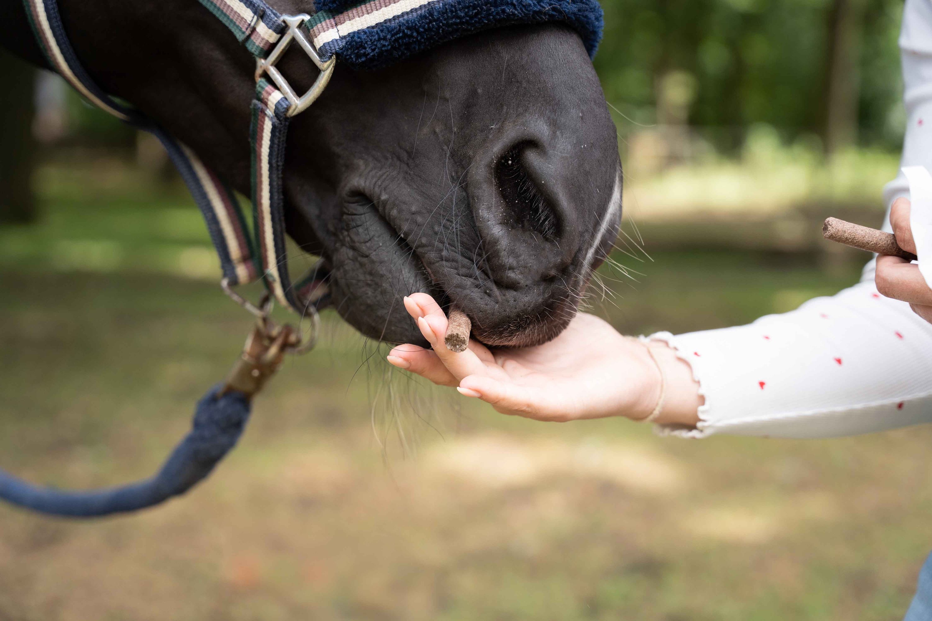 pferd, maul, huf, kauer, handtrost