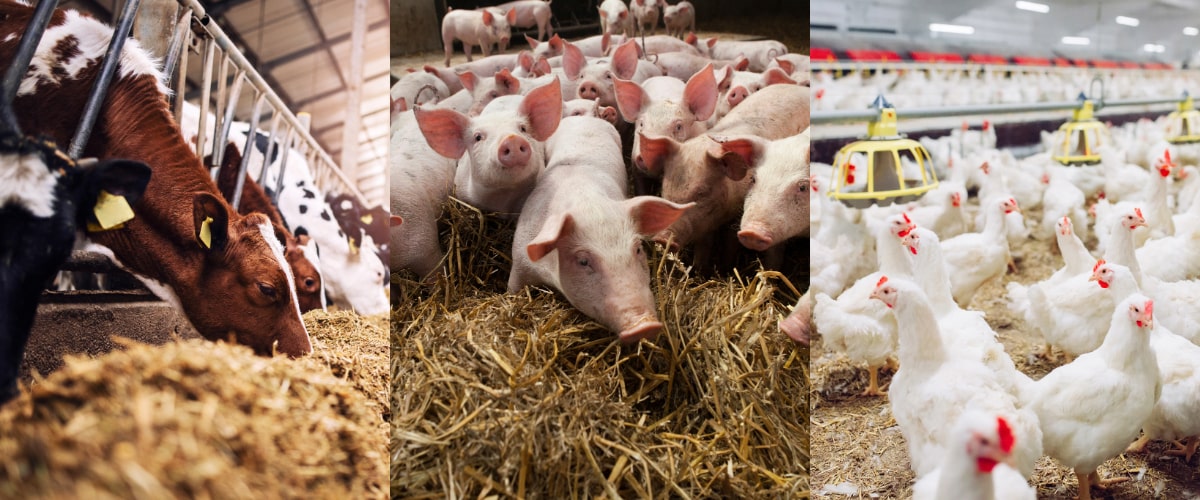 Tier, Hühnchen, Geflügel, Schwein, Kuh