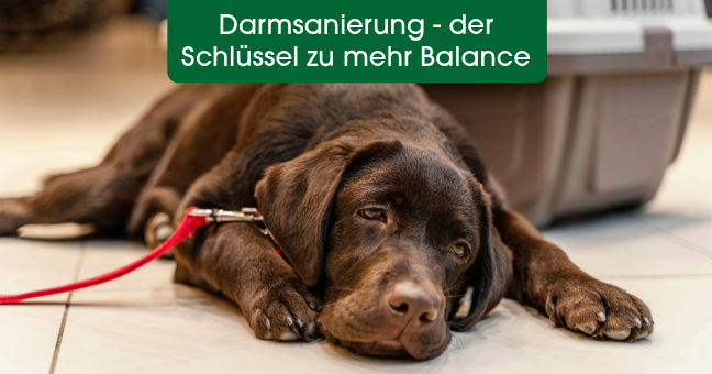 Hund, braun, Leine, Haustierbett, lustlos