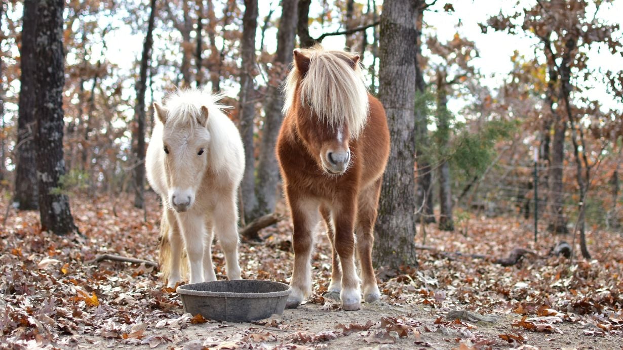 Pony, Pferd, Tier, Schale, Herbstwald