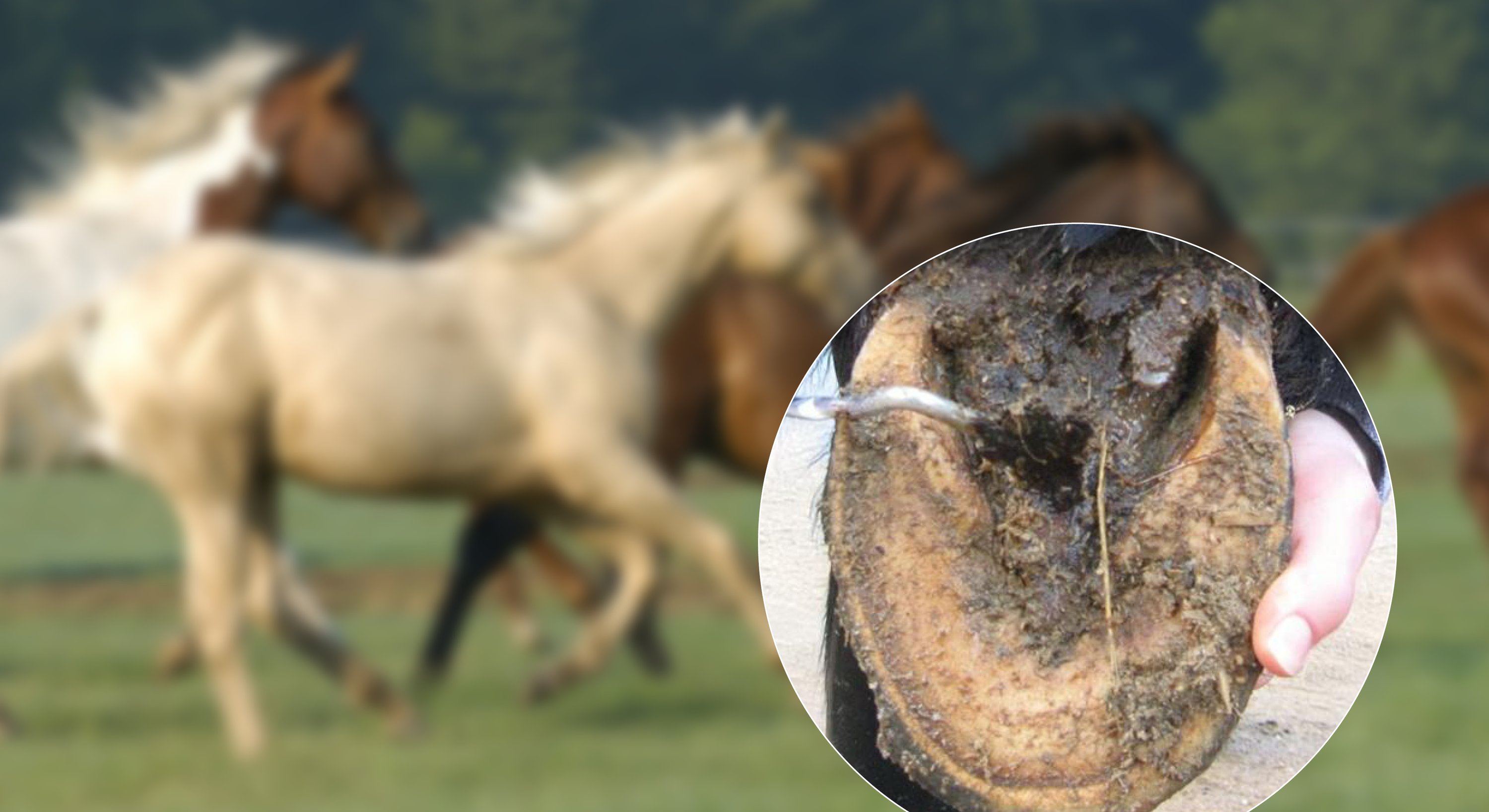 huf, hoof, maul, pferd, hufabdruck