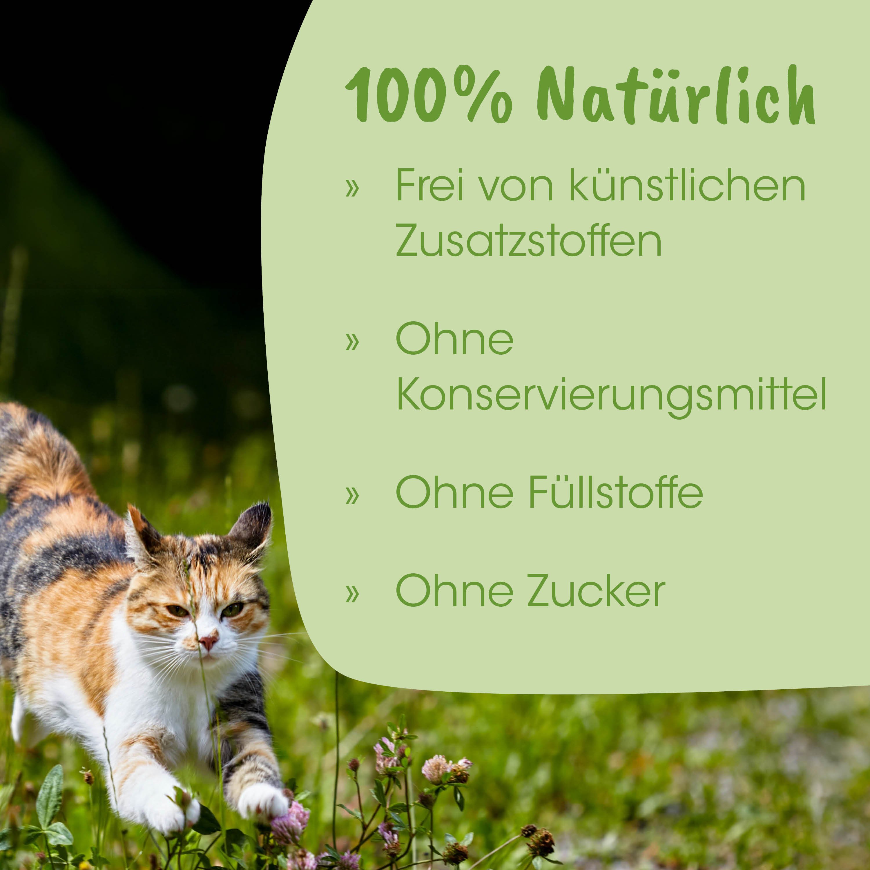 Katze, Katzenfoto, Tierbild, Haustier, Freilandkatze
