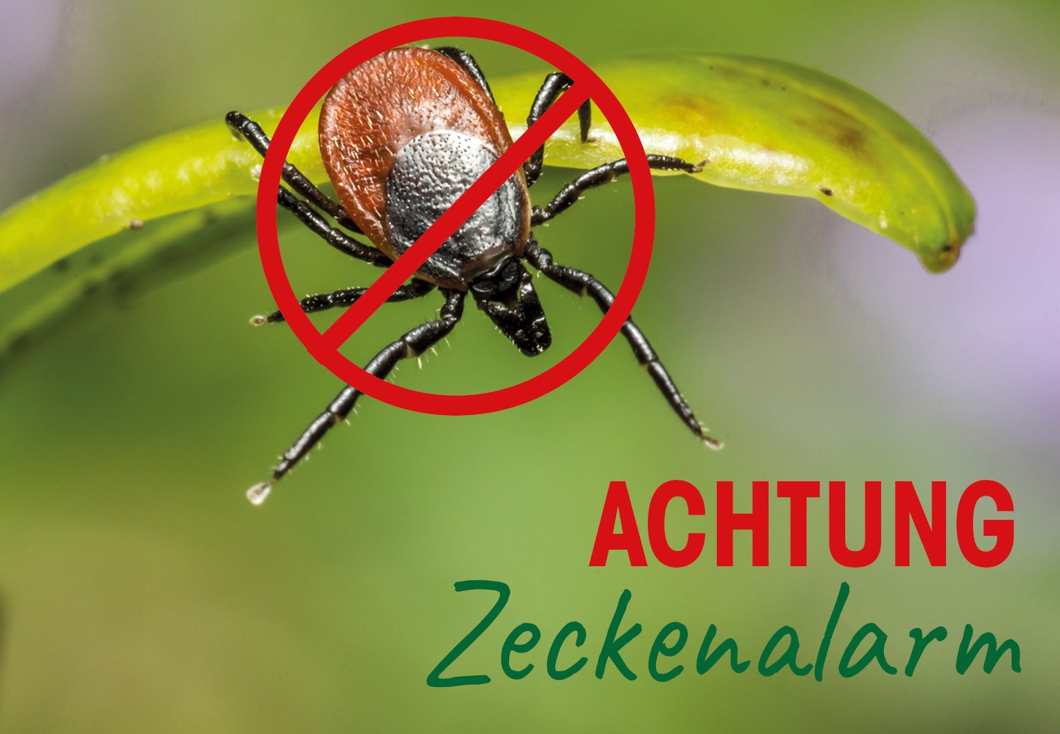 zeckenalarm, zecke, insekten, warnung, rot-uli