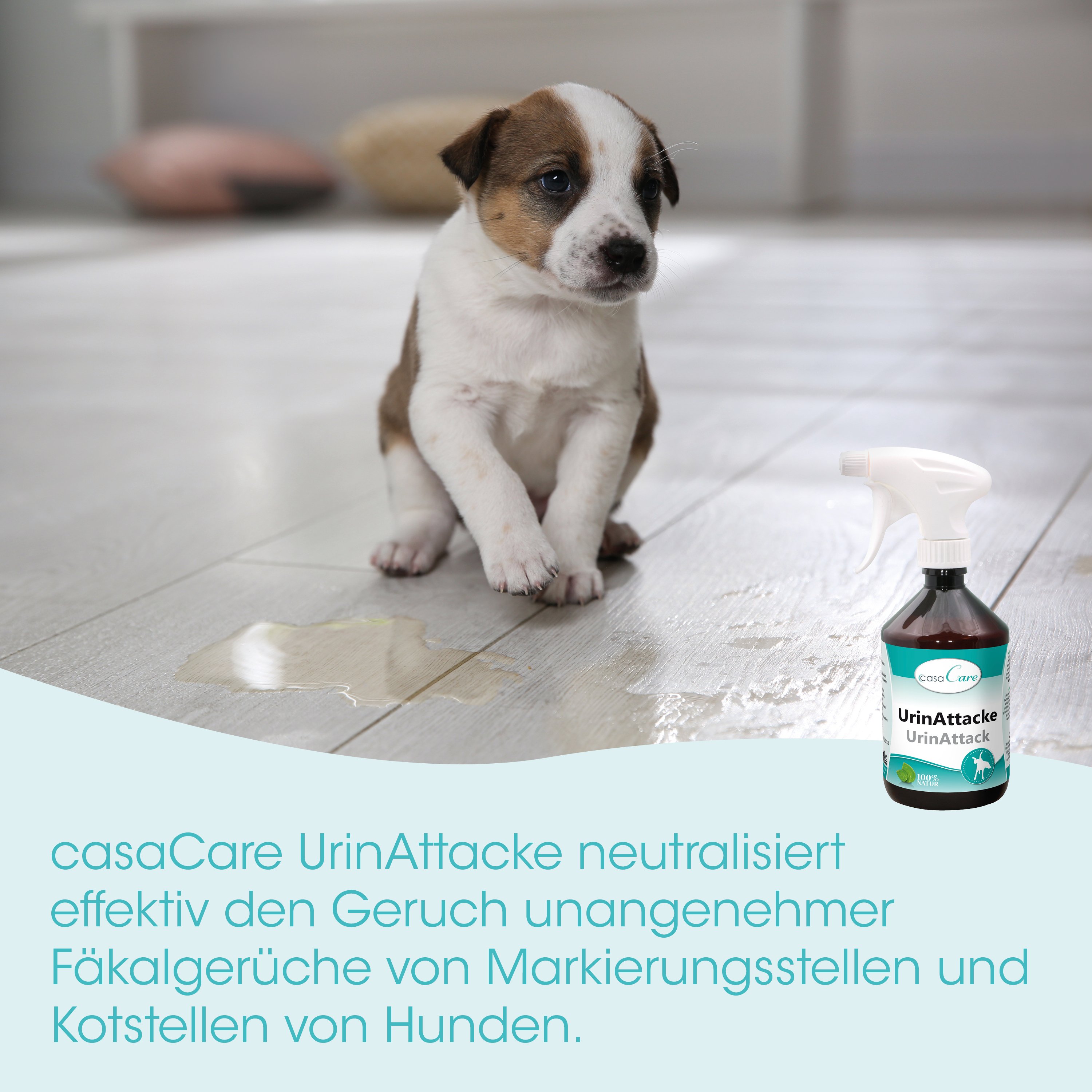 welpe, hund, braun-weiß, Sprühflasche, Flüssigkeit verschüttet