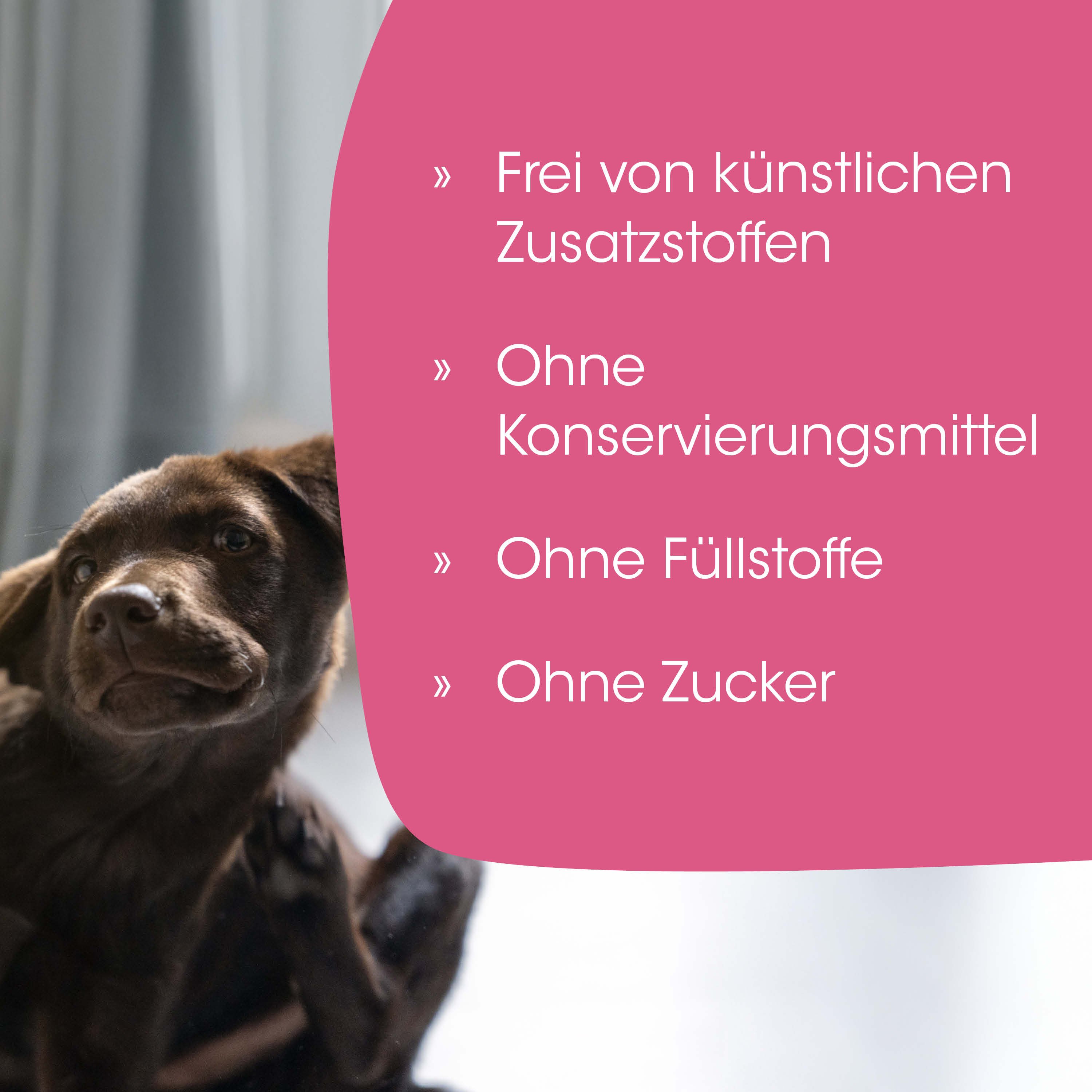 hund, futter, braun, zimmer, hundeohnezucker, Hund, braun, Tierisches, Haustier, Bildtext