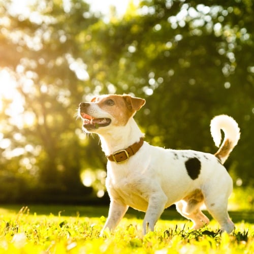 Gras, Pflanze, Hund, Haustier, Gras, Pflanze, Hund, Haustier, Gras, Pflanze, Hund, Haustier, Gras, Pflanze, Hund, Haustier