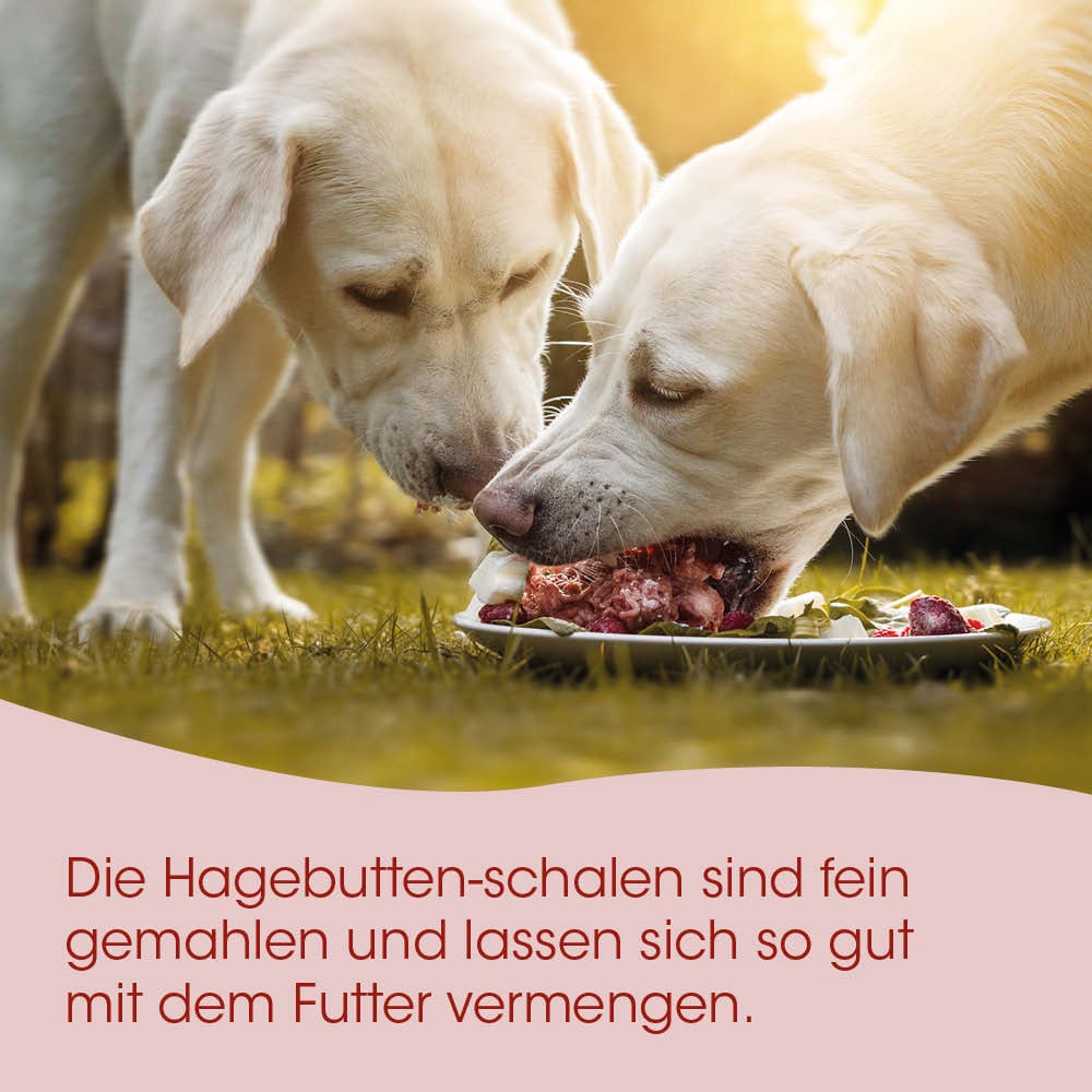Hunde, Futter, Nassfutter, Knochen, Futterbrett