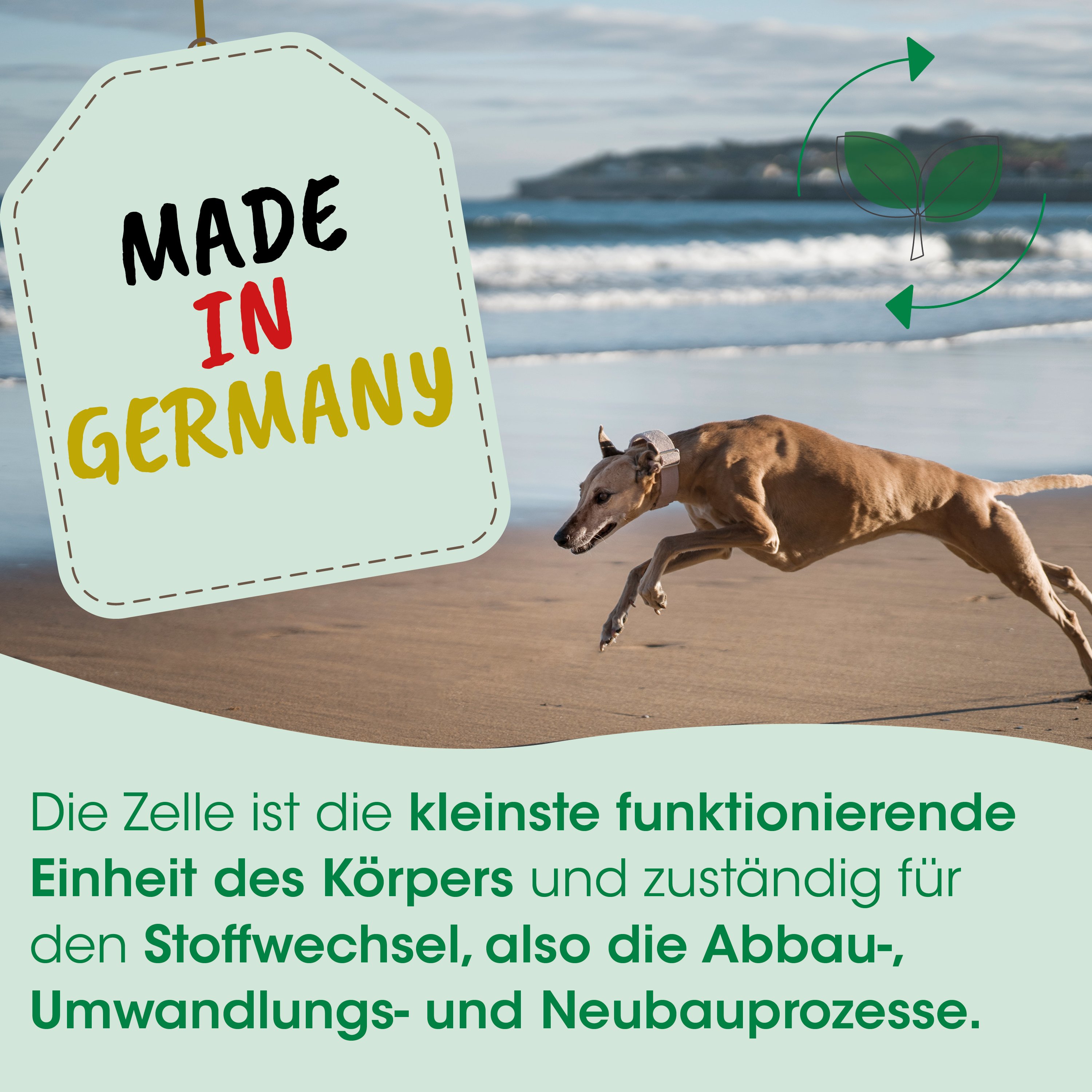 Hund, Sprint, Strand, Etikett, Hergestellt in Deutschland