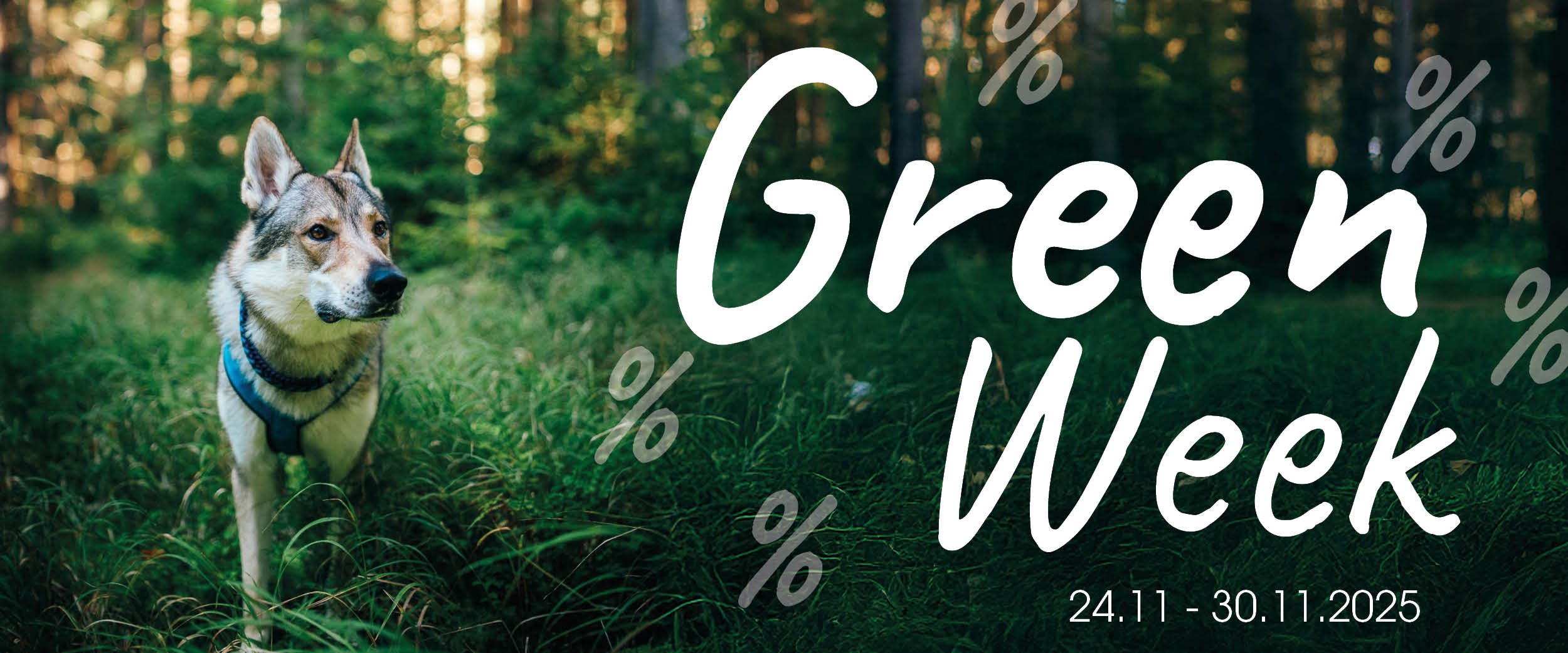 Hund, Husky, Haustier, Gras, Draußen