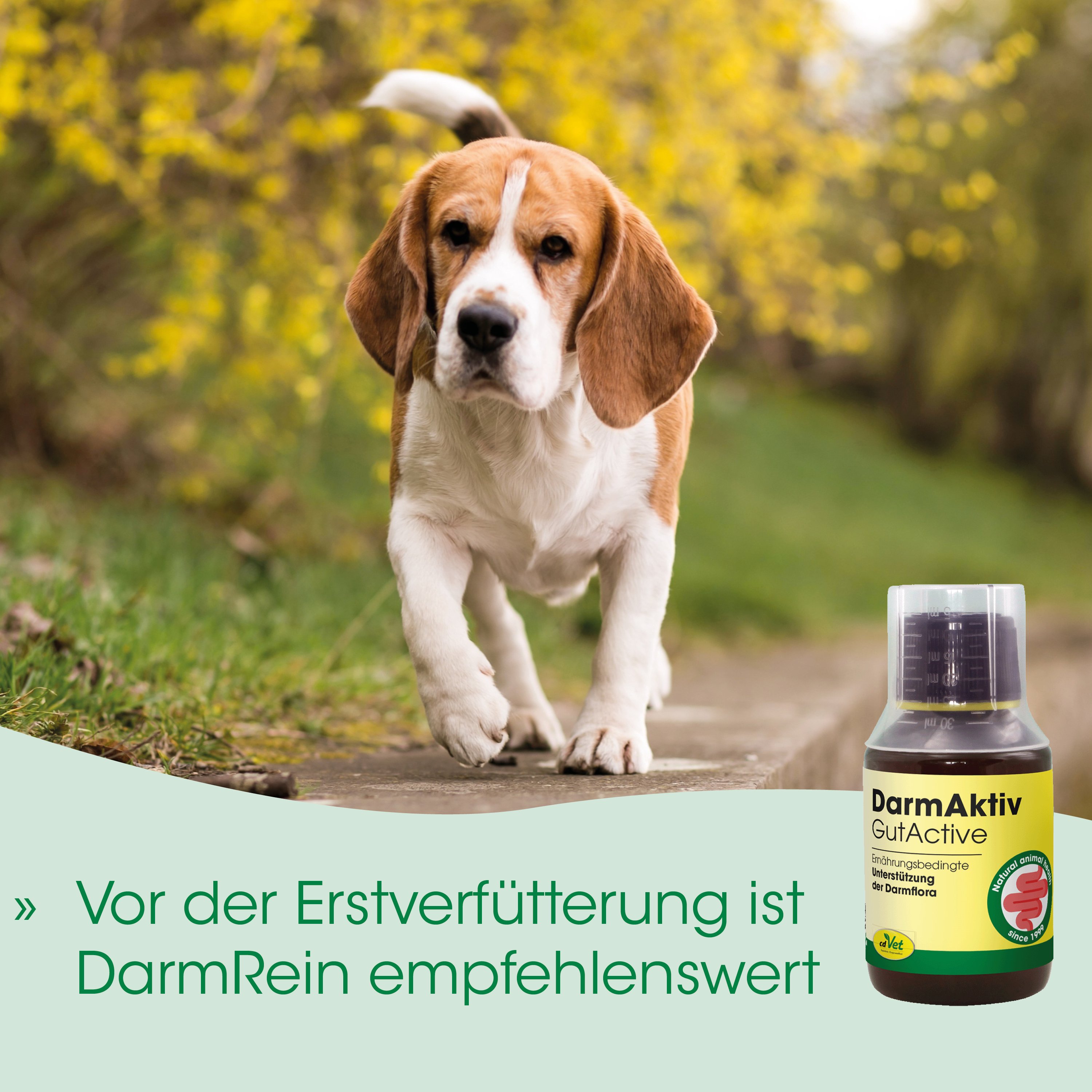Hund, Beagle, Tier, Außenbereich, Flasche