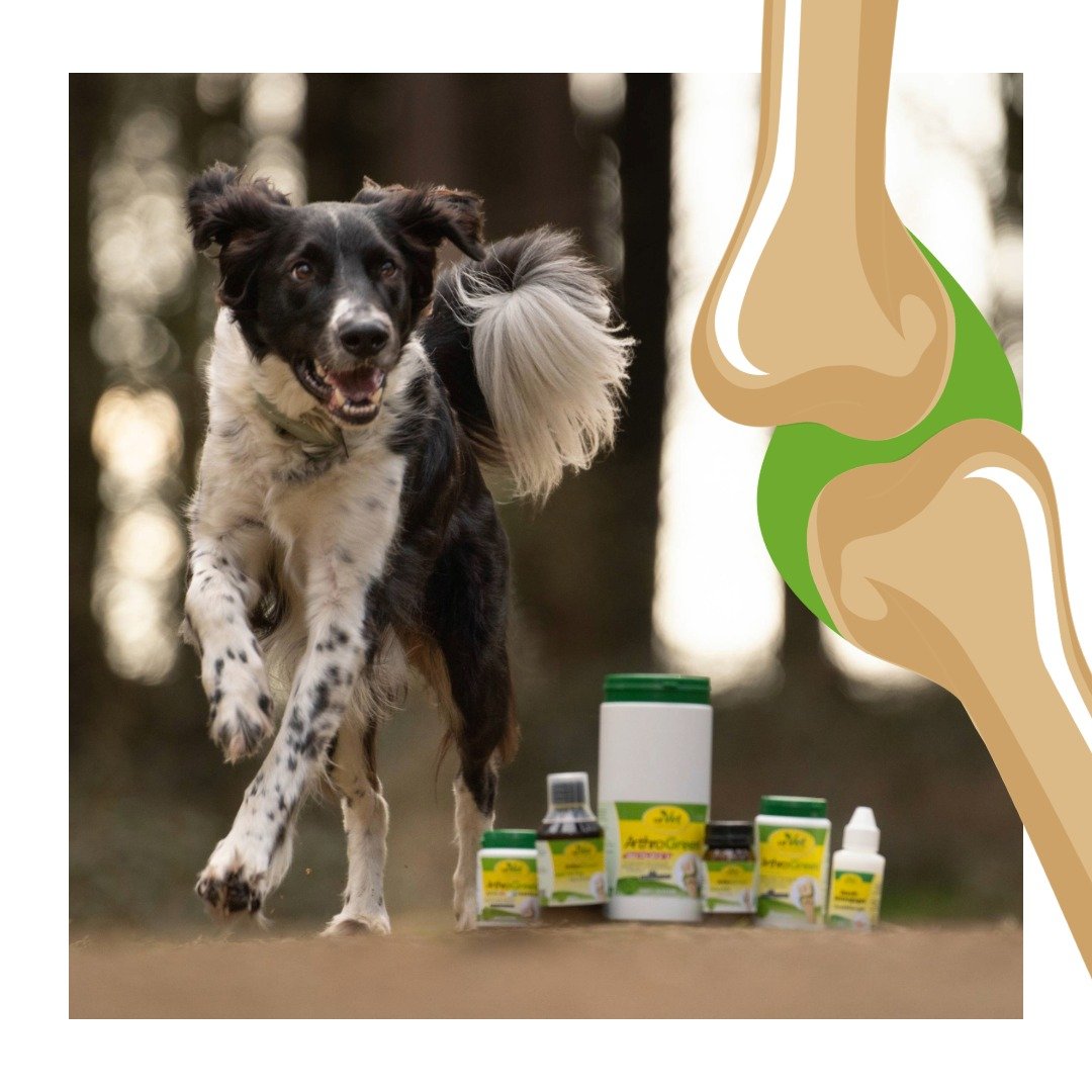 Tier, Hund, Säugetier, Haustier