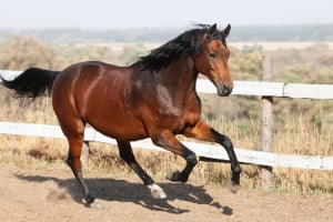 Colt Horse, Pferd, Säugetier, Hengst, Andalusisches Pferd