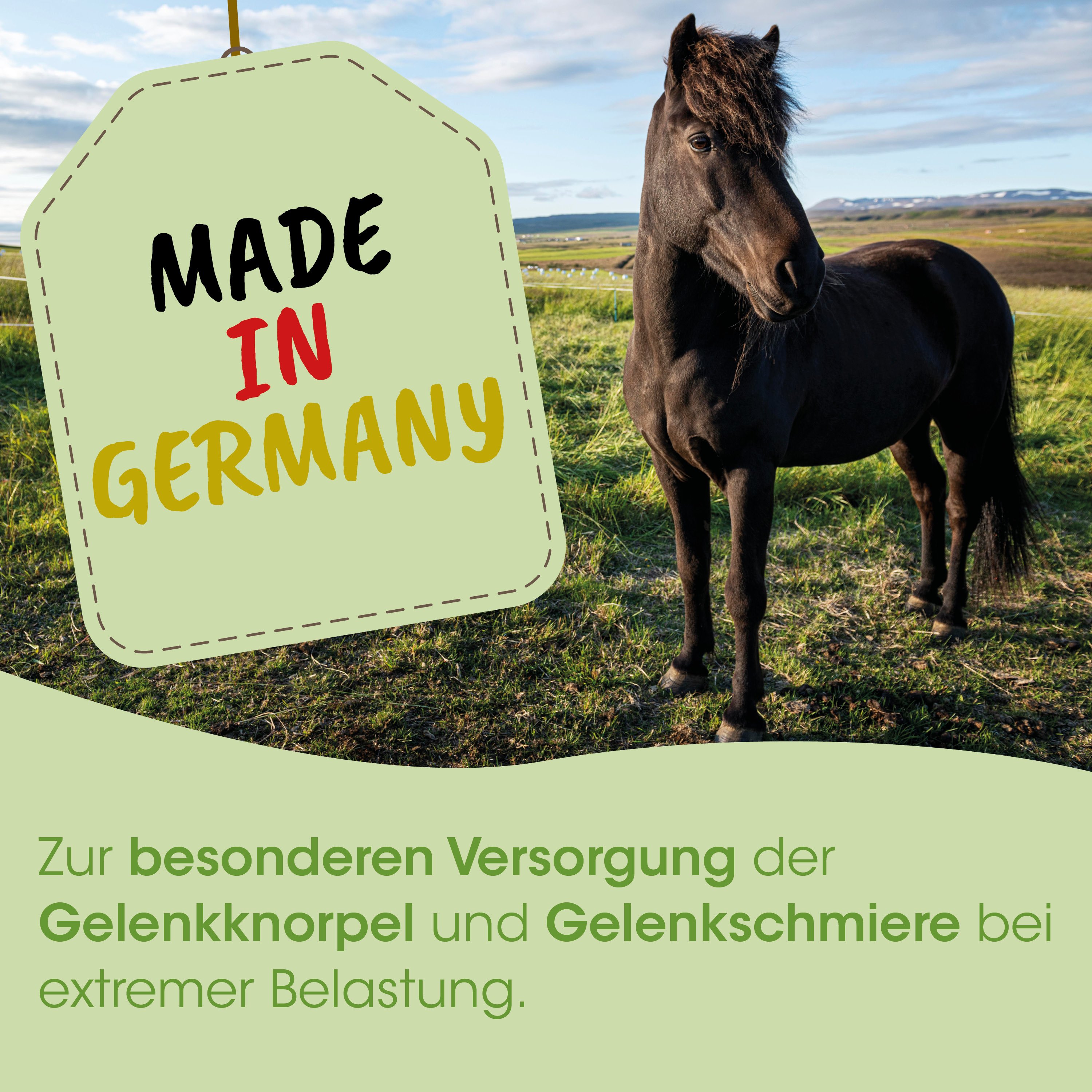 pferd, schwarzes pferd, weide, schild, made in germany