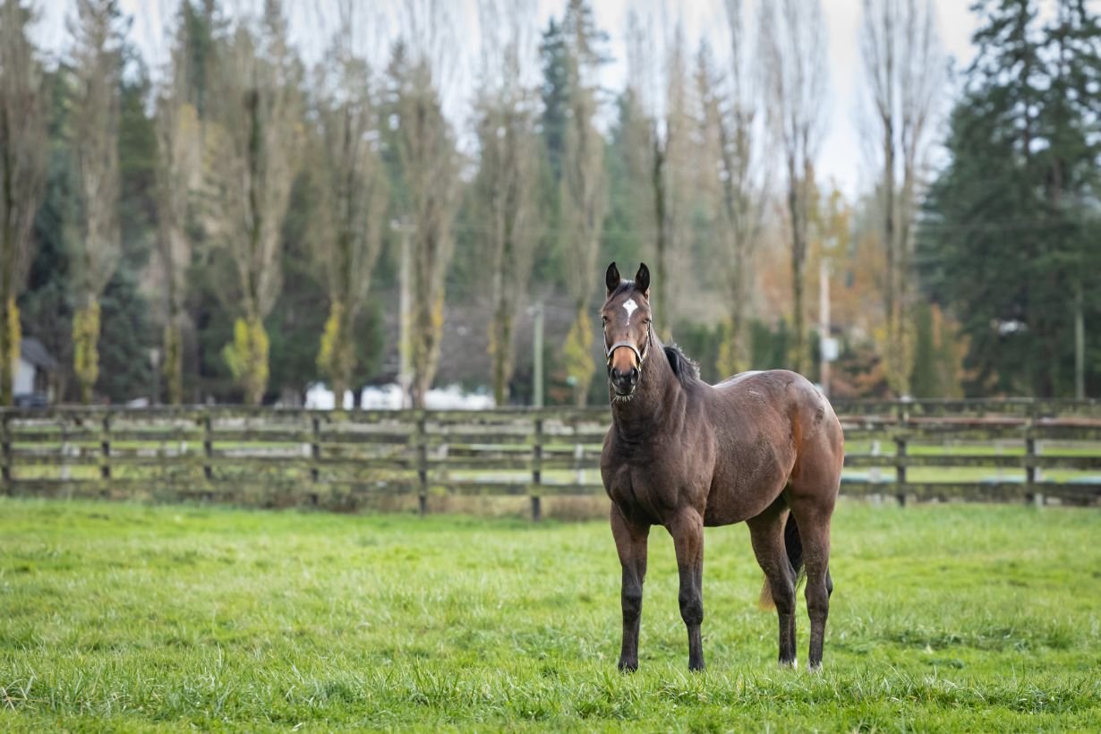 Pferd, Pferd im Feld, brauner Pferd, Wiese, Pferdewesen