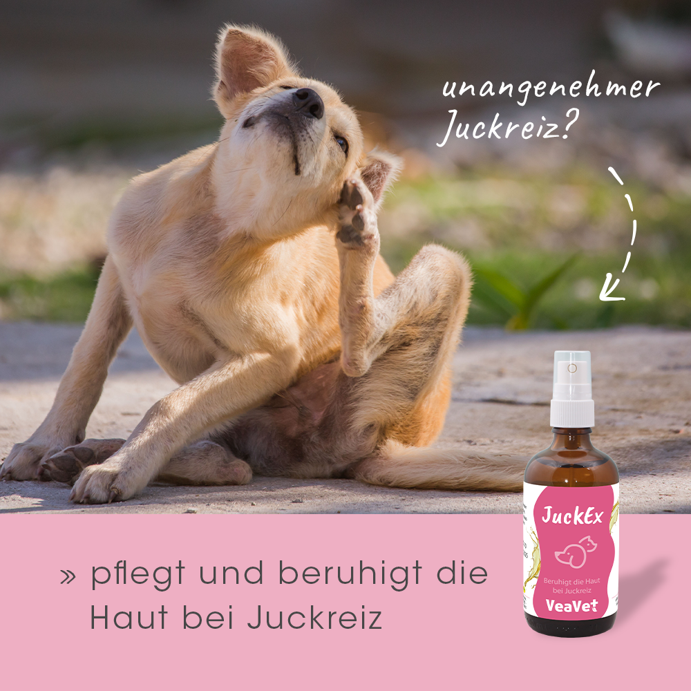 Flasche, Hund, Säugetier, Haustier