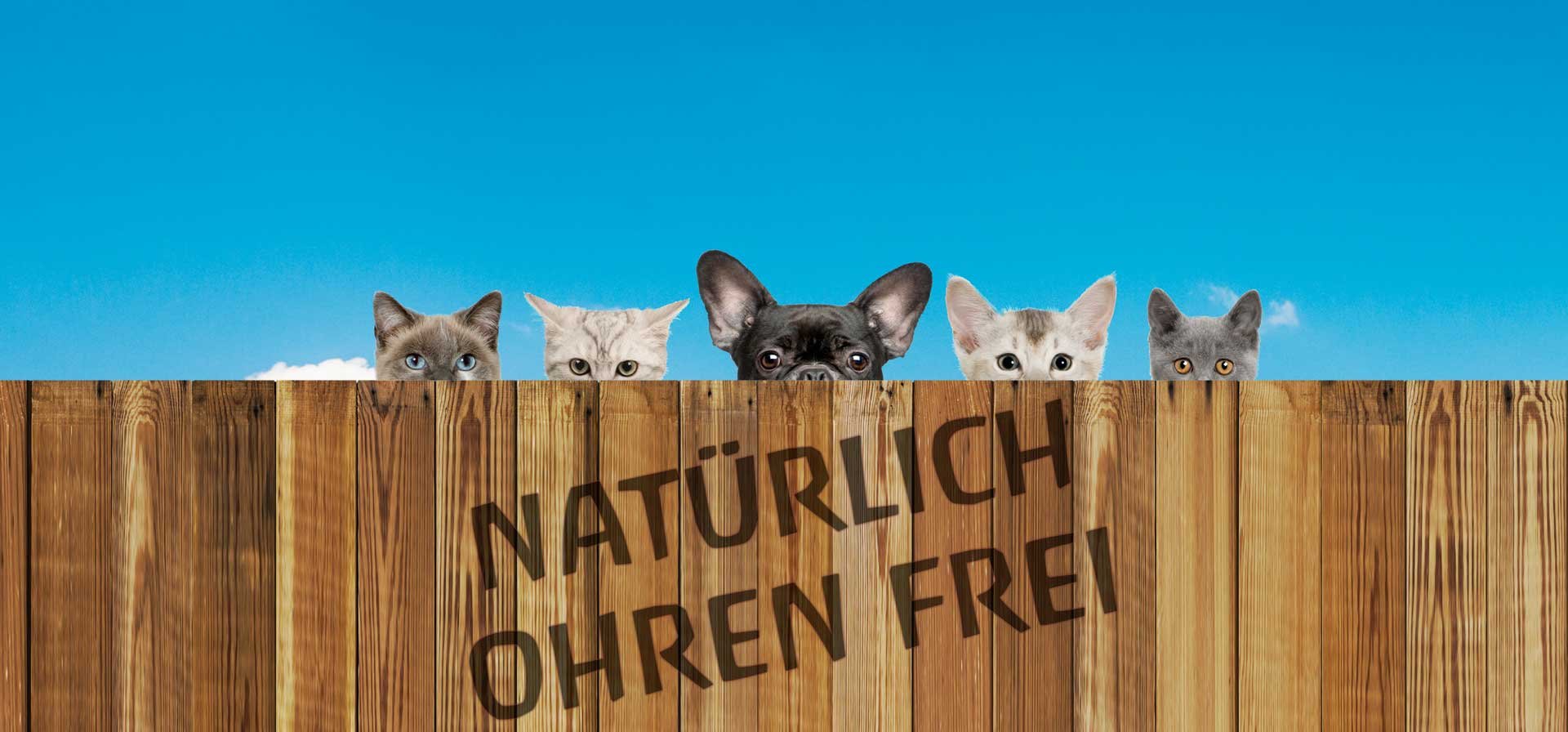 Holz, Zaun, Hund, Haustier, Katze