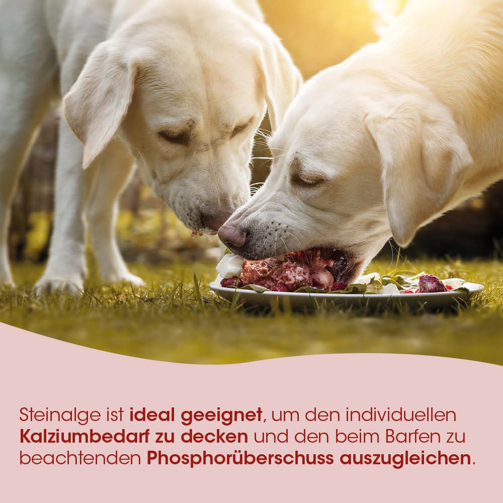 Hunde, Futter, Knochen, Barf, Tierfutter