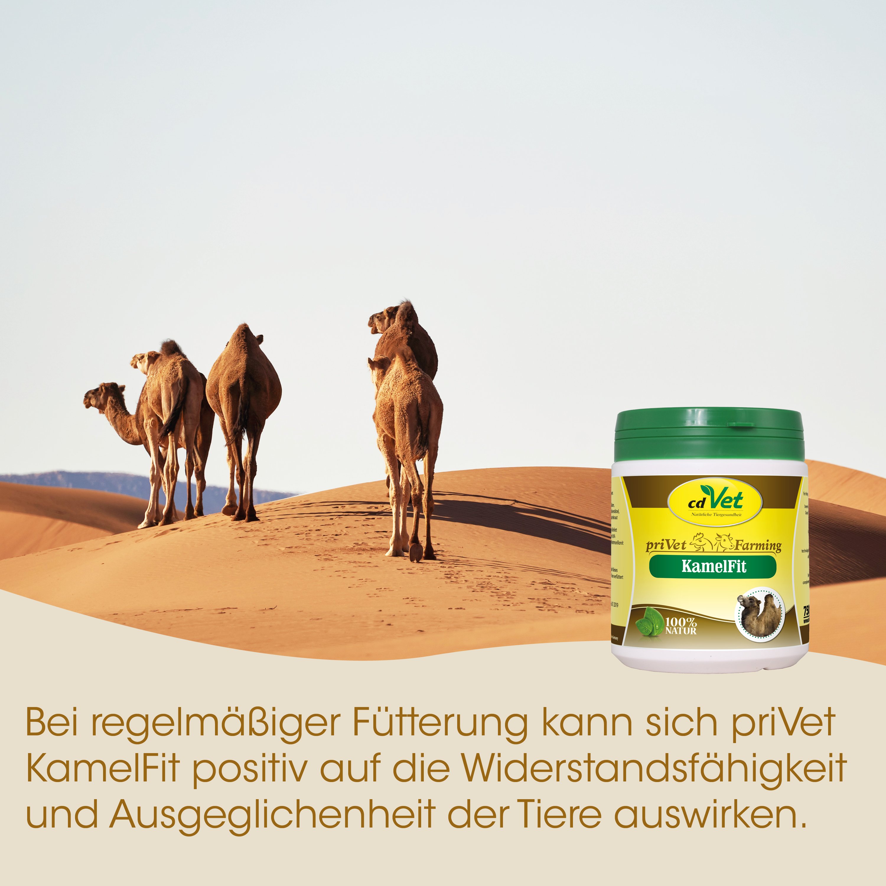 Kamel, KamelFutter, Tierfutter, Dattel-Getreide Mischung, KamelFit